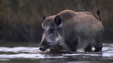 A wild boar treading through water.
