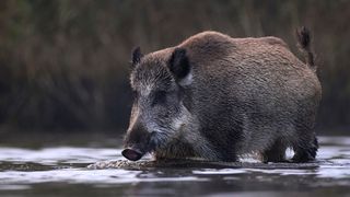 A wild boar treading through water.
