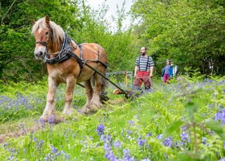 Forestry Horses