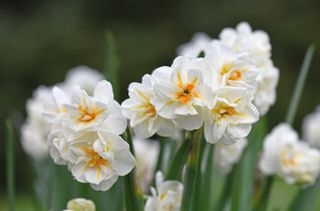 Double White Narcissus Narcisse