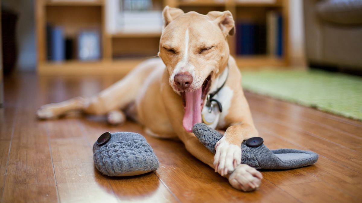 Mischievous dog sat on floor with owner&#039;s slippers