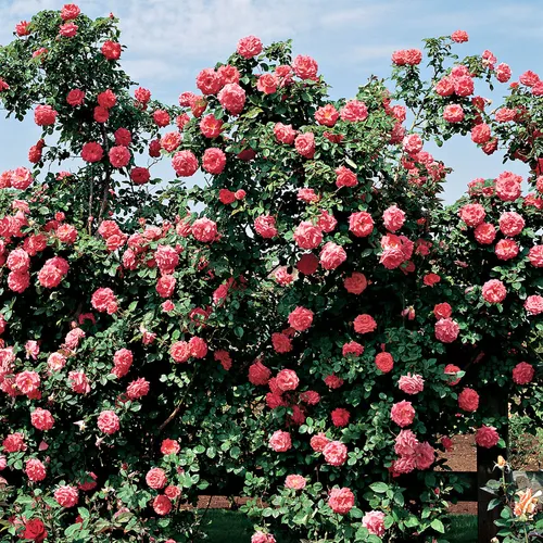 America Climbing Rose