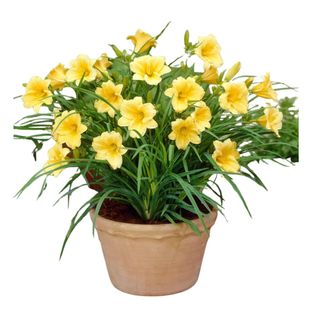 Van Zyverden 5ct Daylilies ReBlooming Stella De'Oro Roots