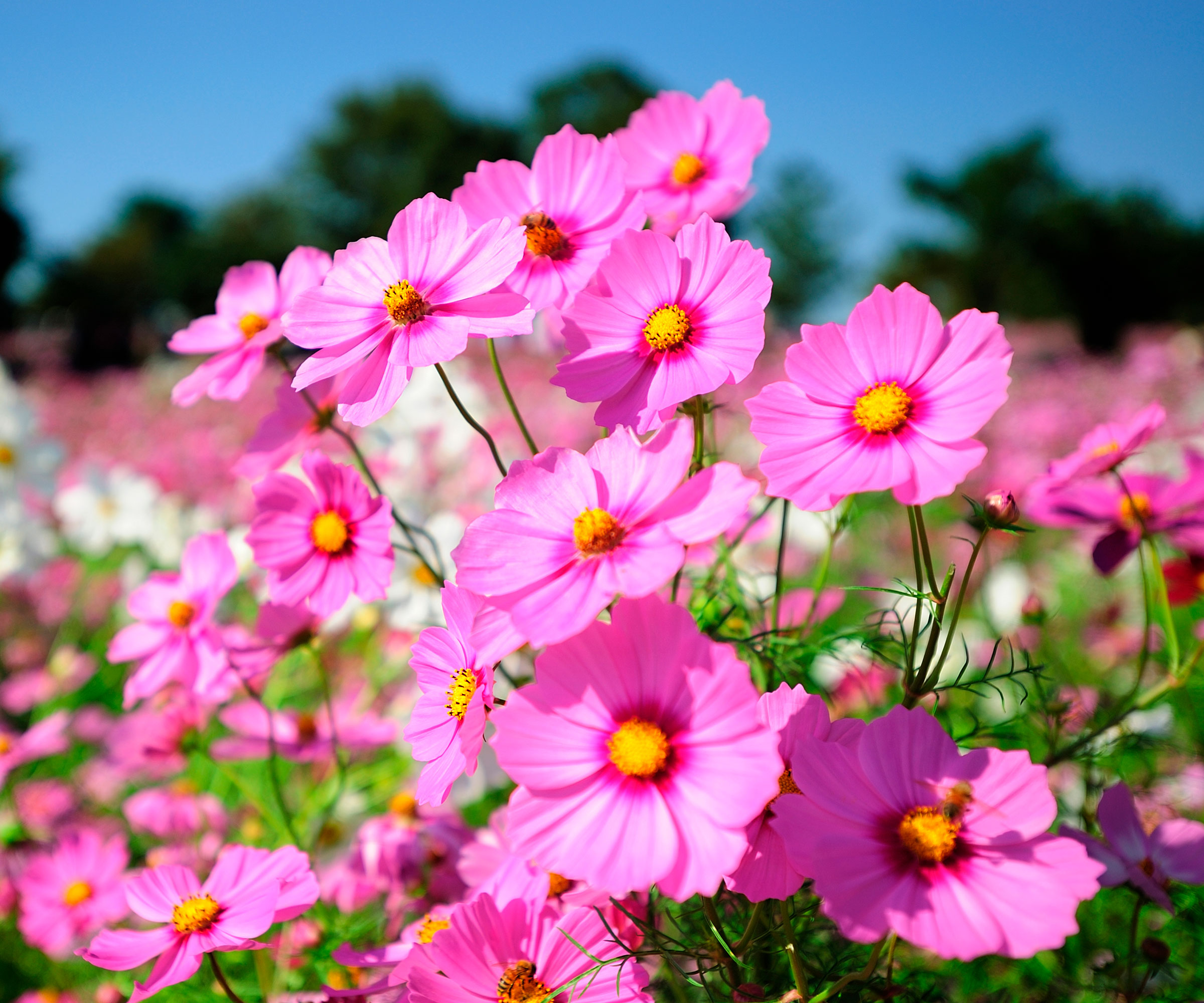bright pink cosmos in meadow planting
