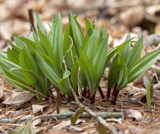 Wild ramps growing on a woodland floor