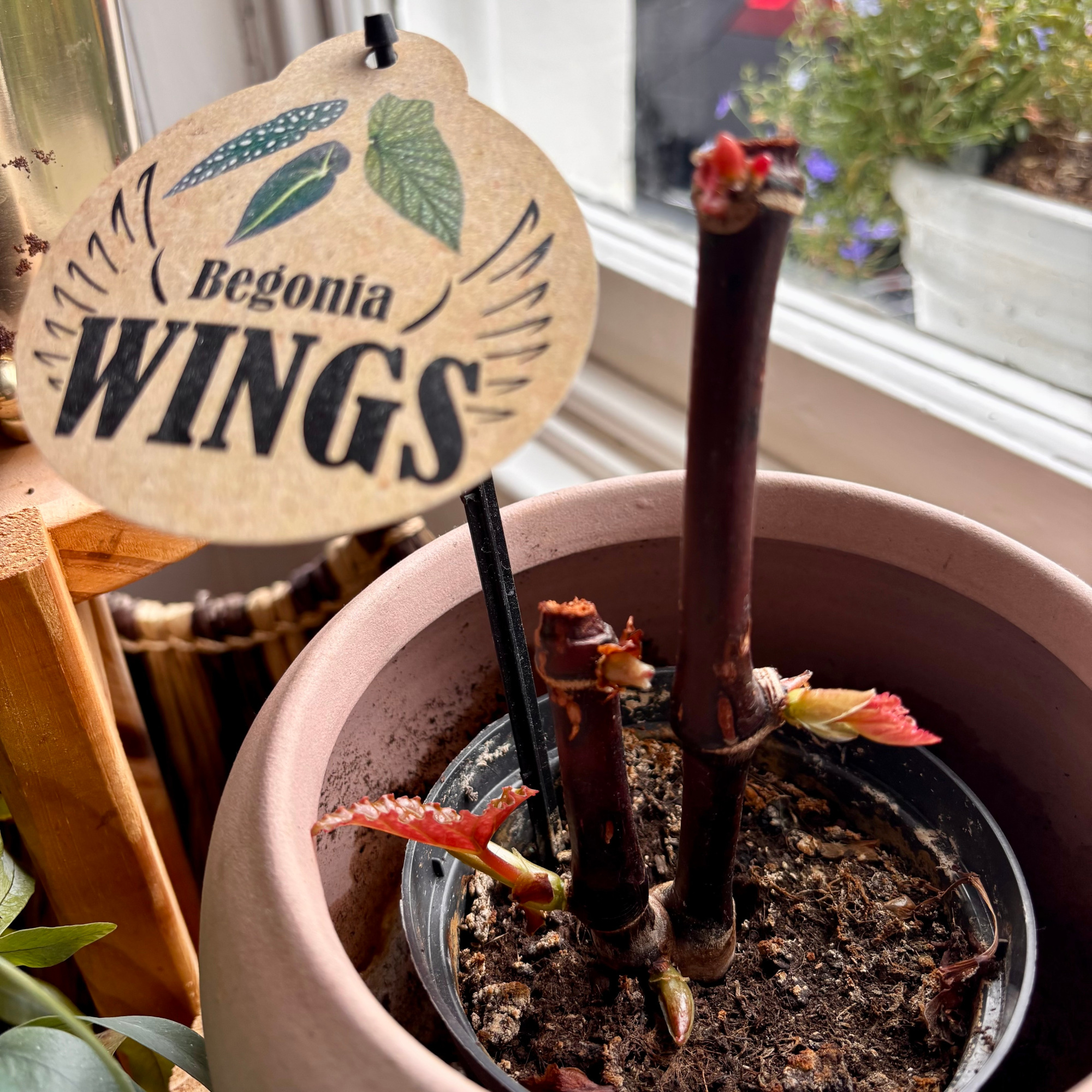 pruned begonia houseplant in a window with new growth