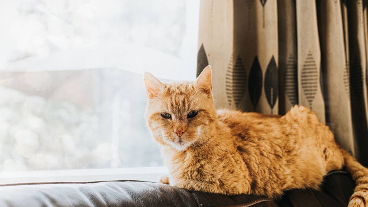 Why is my cat walking in circles? Vet shares key causes and what to do