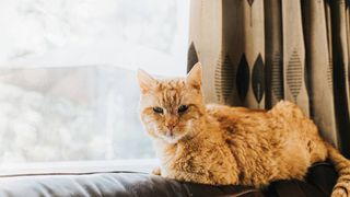 older cat sitting by the window