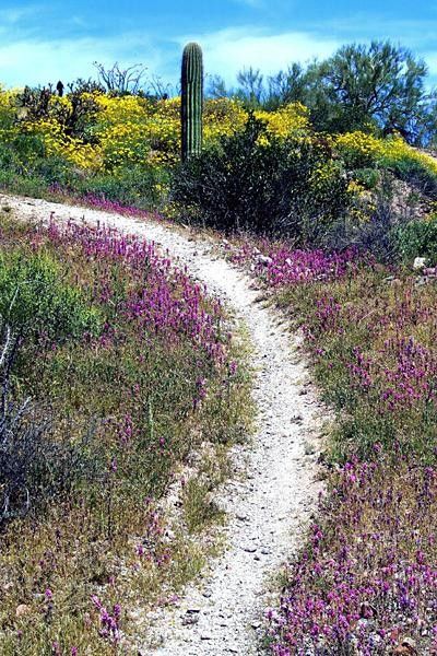 The desert in bloom