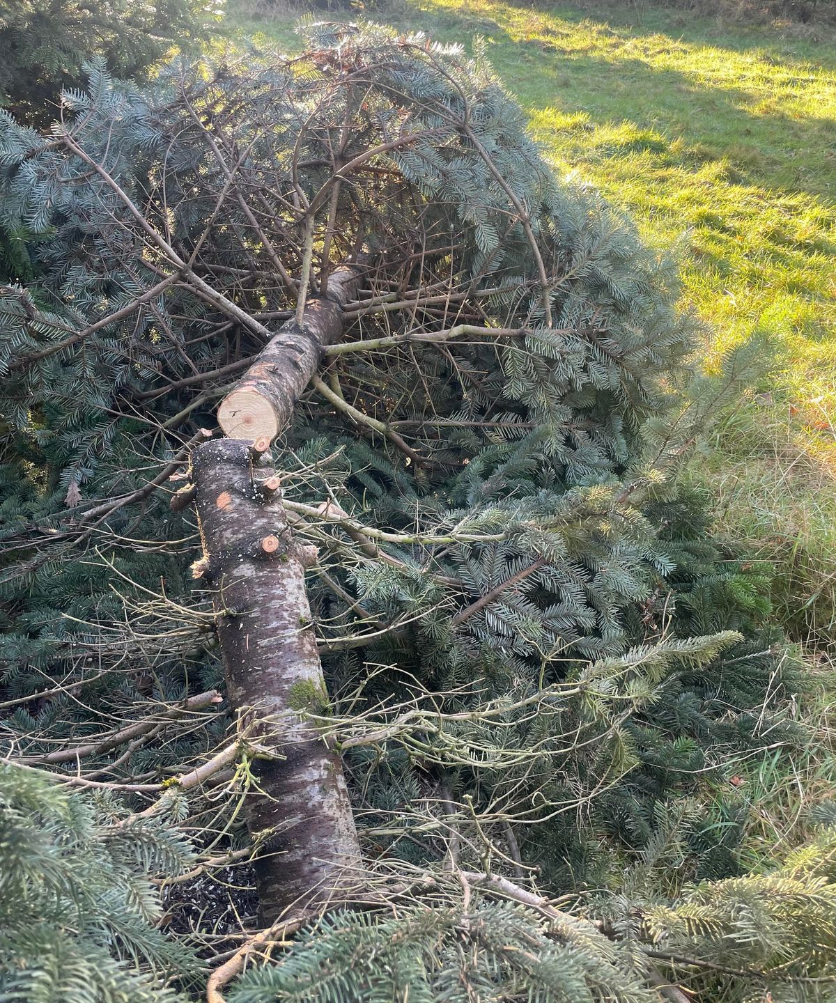 A cut down Christmas tree with its trunk cut in half