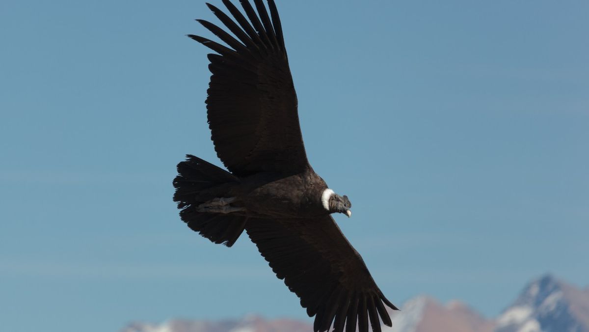 12 of the biggest birds on Earth | Live Science