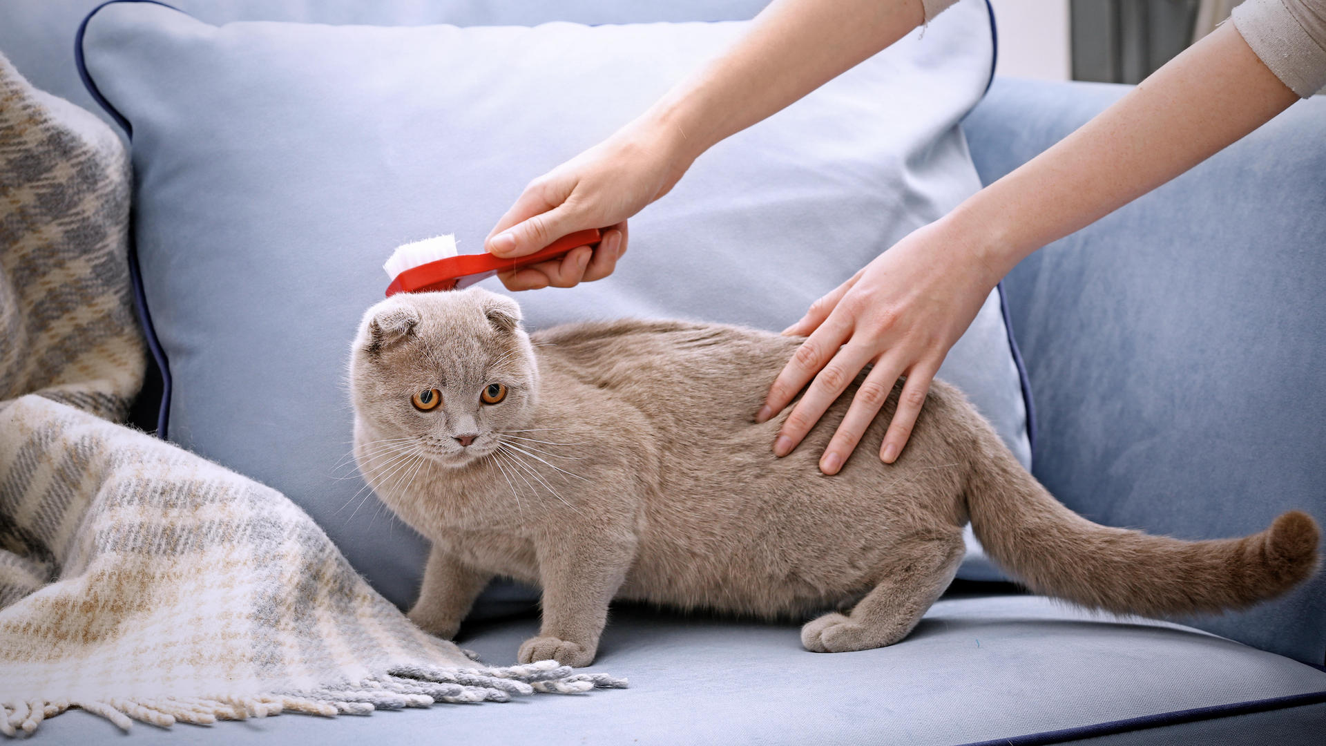 Cat being brushed on armchair
