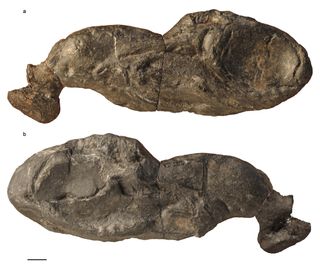 early shark fossil