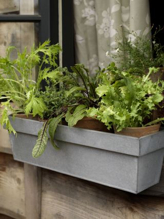 kitchen garden ideas: veg in planter