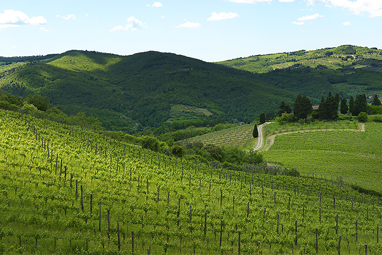 Querciabella-vineyards.jpg