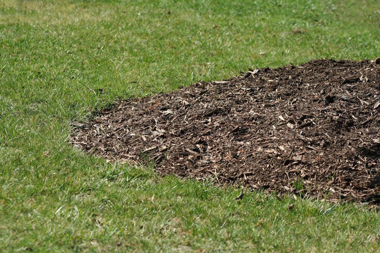 Hybrid Bluegrass On Lawn