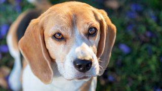 Close up of Beagle looking at camera