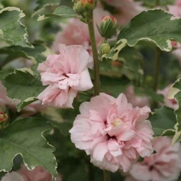 Sugar Tip Rose of Sharon