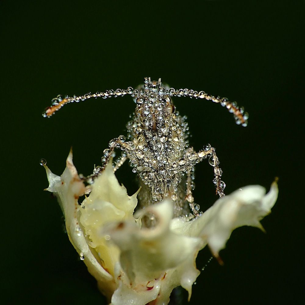 Miroslaw Swietek insect photography