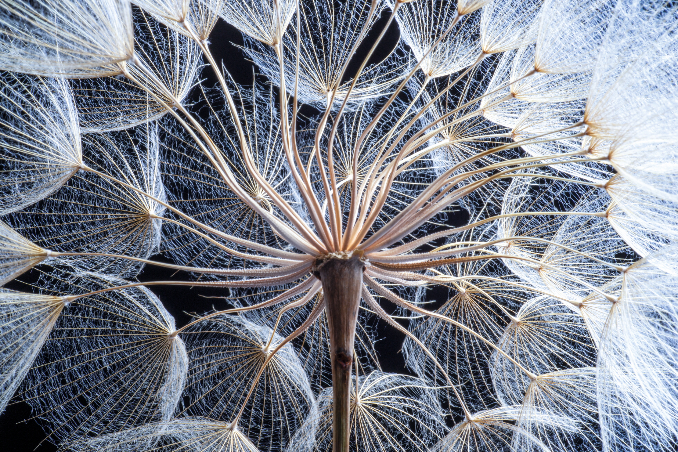 A close up of a dandelion seed on a black background