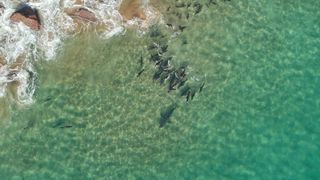 Aerial view of great white sharks among seals as they gather near the shore in the shallows of clear turquoise water.