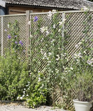 Flowering plants in a small border and sweet peas growing up a fence. A former sloping garden, redesigned and terraced cottage garden