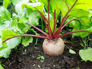 A beet growing in the ground