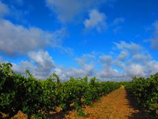 Wines of Rueda