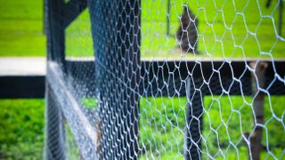 A fence with chicken wire
