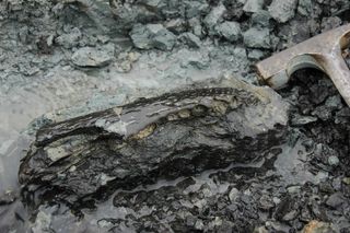 Researchers found a small Purussaurus jaw at the Pebas Formation by the Napo River in Peru. The sloth tibia was found nearby.