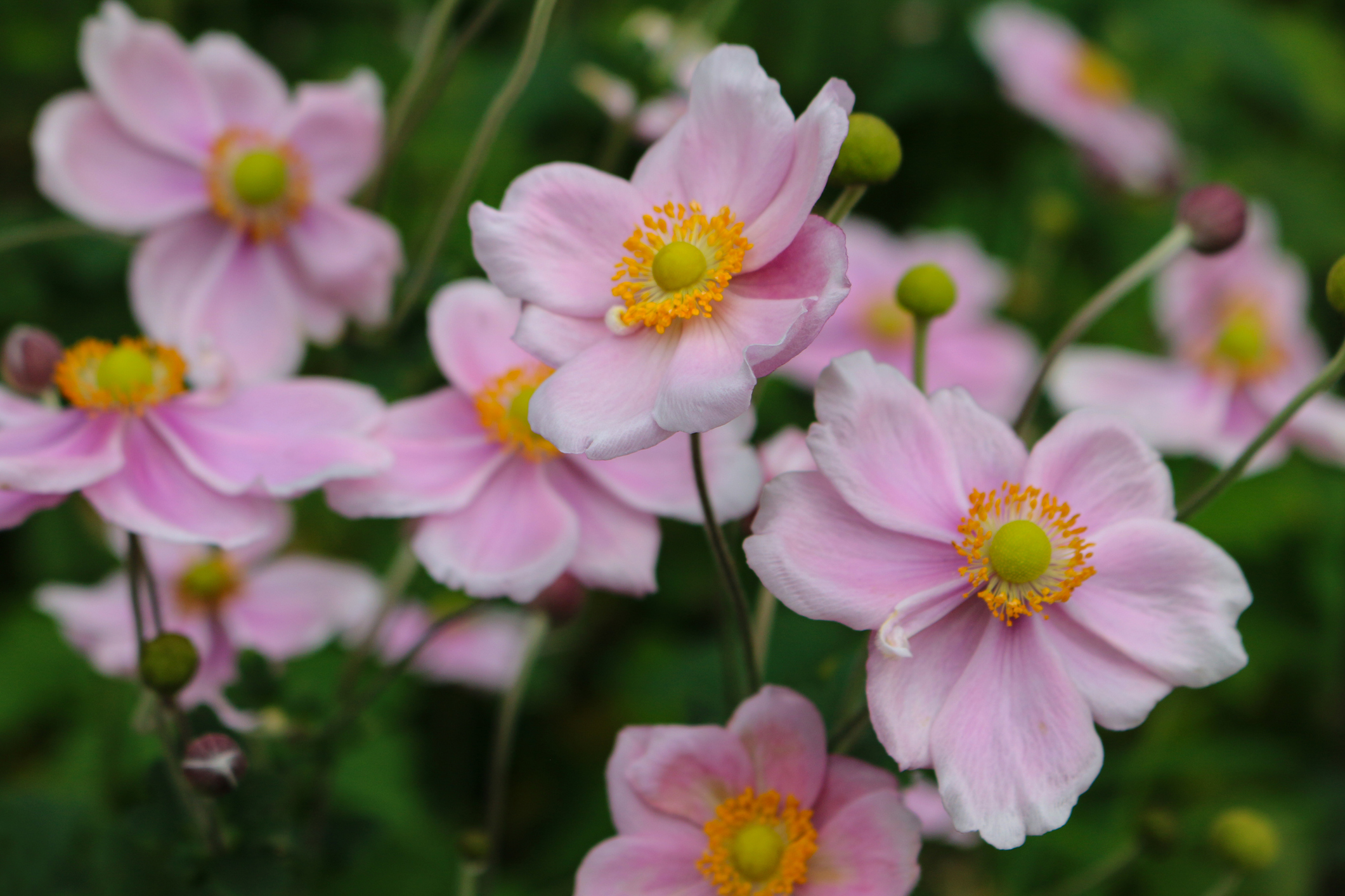 9 fall flowers to plant for autumnal color in your garden | Livingetc