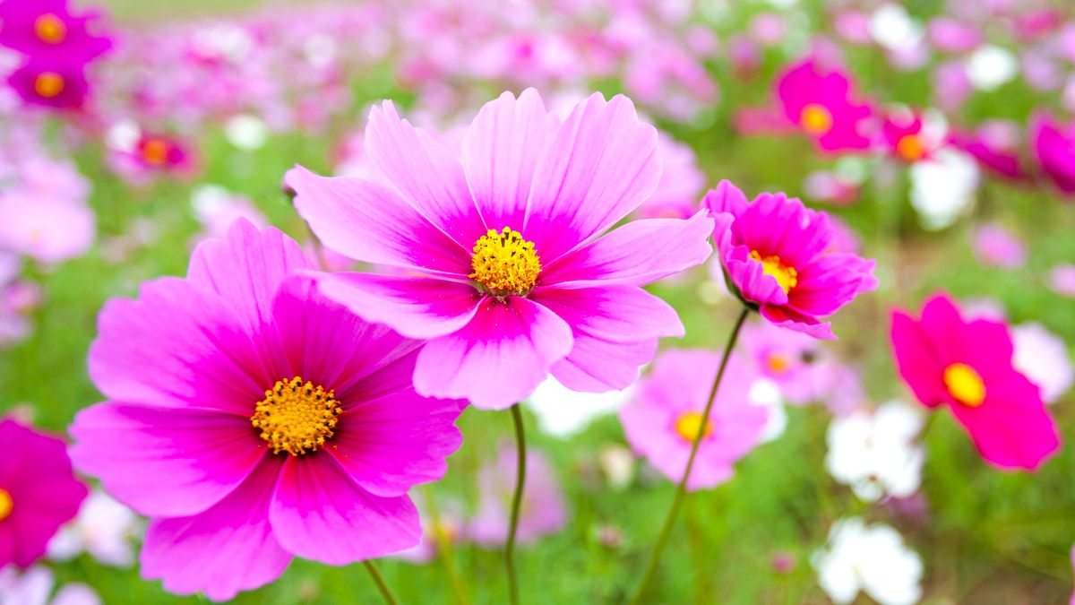 What to Do with Cosmos in July – 5 Ways to Ensure Gorgeous Color and Bigger Blooms that Last for Longer