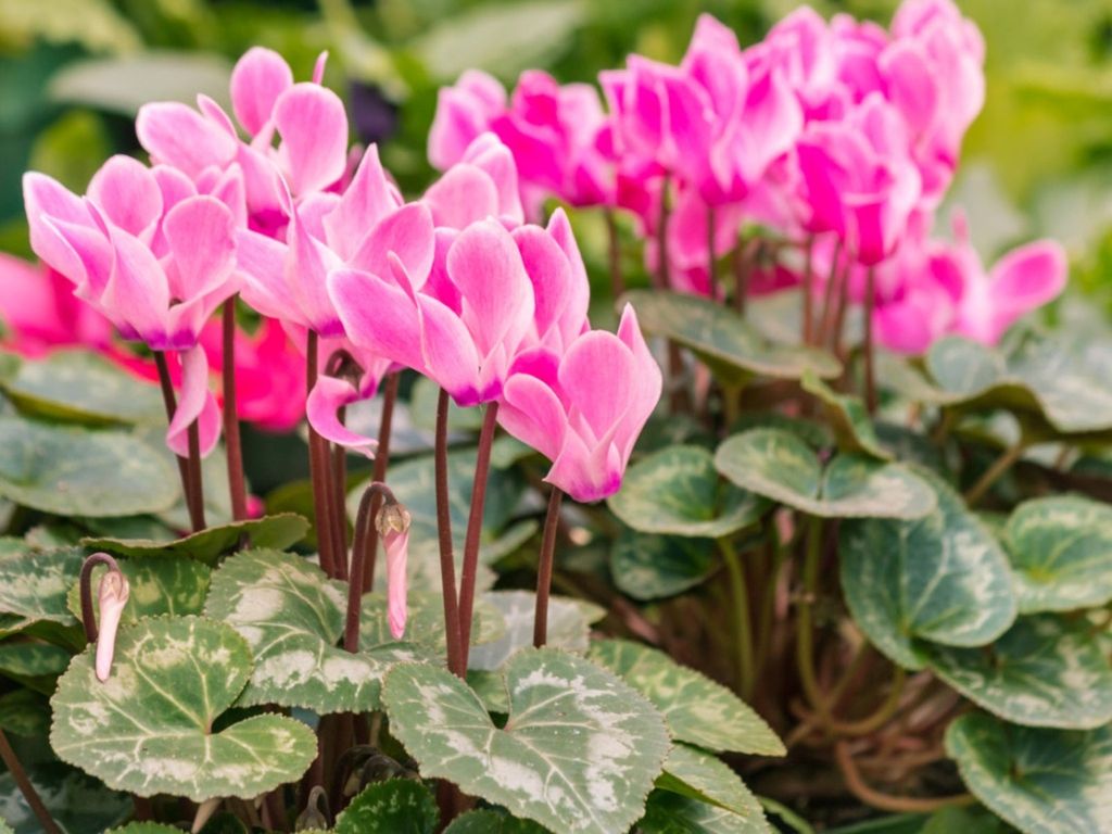 Cyclamen Care Essentials To Ensure Flowers Year After Year | Gardening