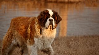 Rough Saint Bernard dog by lake