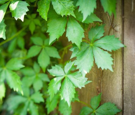 virginia creeper