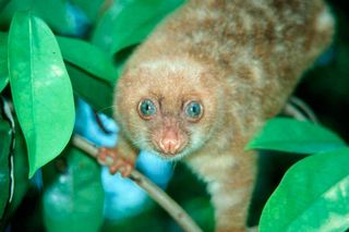 blue-eyed-cuscus-new-guinea