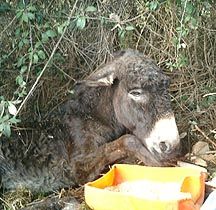 rescue donkey
