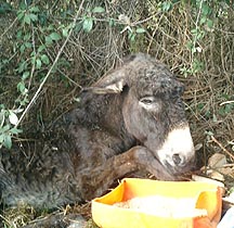 rescue donkey