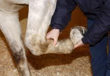 vet examining a horse