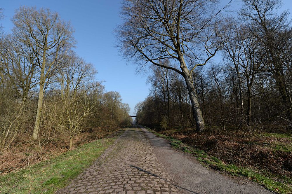 The cobbles of the Arenberg Forest