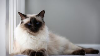close up of a Balinese cat lounging by a window
