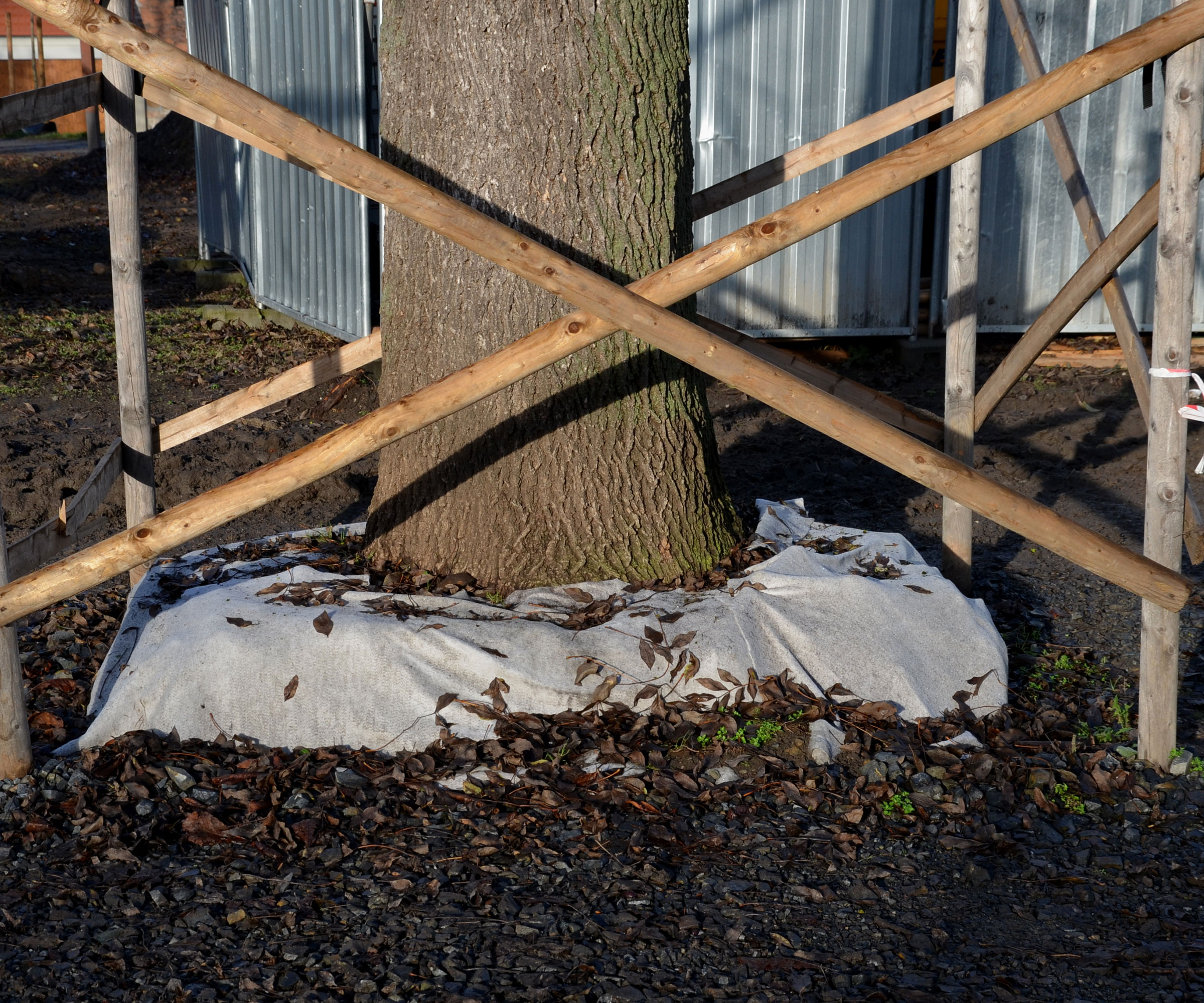 tree with protection