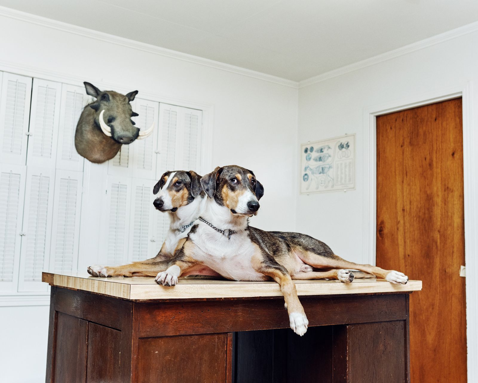 Two dogs lying on table