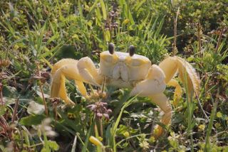 An important part of the launch team, a wild crab explored the pad post-launch.