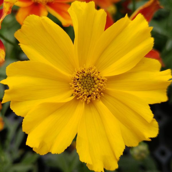 Li'l Bang&amp;trade; Goldilocks Coreopsis
