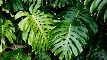 Monstera plants in close-up
