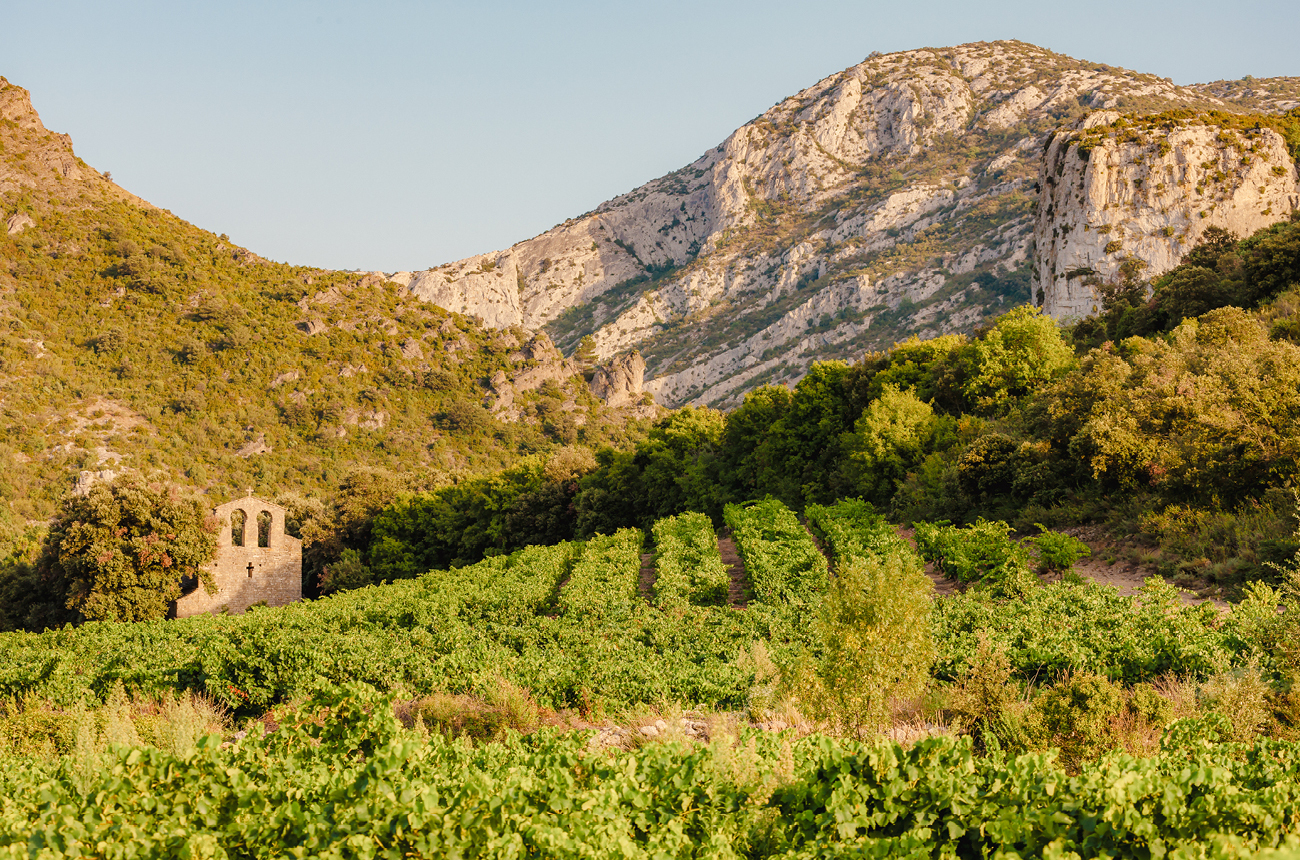 Vineyards in the wine region Languedoc-Roussillon, Roussillon, France