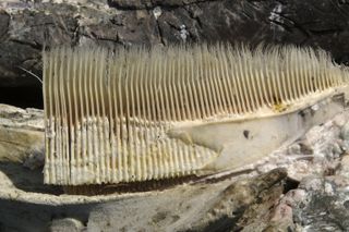 The baleen of another filter-feeding marine mammal, a gray whale.