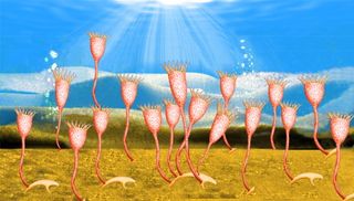 An artist's conception of a Cotyledion community in the Cambrian.