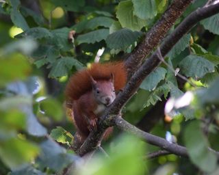 red squirrel on hazel tree